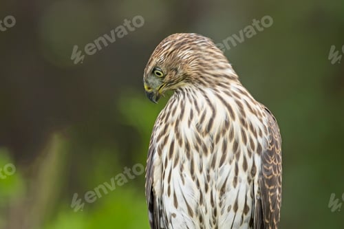 Preview: Cooper's hawk looks downward.