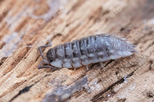 Preview: Closeup on a common shiny woodlouse, Oniscus asellus sitting on wood