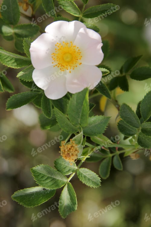 Preview: Wild Rose