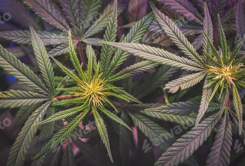 Preview: Full frame of marijuana plant leaves