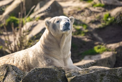 Preview: Polar bear resting on rocks and boulders