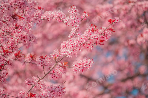 Preview: Cherry orchard in bloom, pink blossoming tree branches in spring