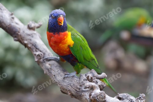 Preview: Closeup of a green-naped lorikeet sitting on a tree branch