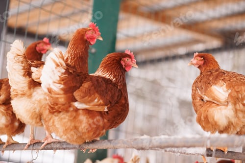 Preview: chicken close-up of an eco-poultry farm in winter, free-range chicken farm