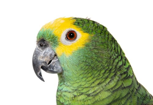 Preview: Blue-fronted parrot, Amazona aestiva, Isolated on white