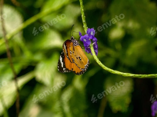 Preview: Selective focus shot of a butterfly perched on a flower