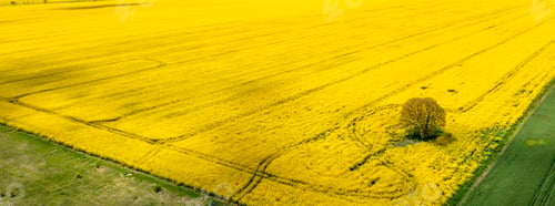 Preview: Alone tree in the yellow rapeseed field. Panoramic view