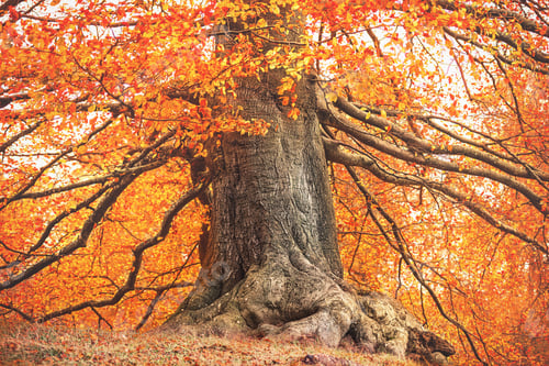 Preview: Big tree with golden leaves in autumn in the park