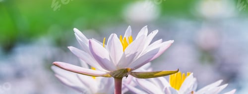 Preview: Lotus