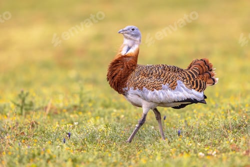 Preview: Great Bustard Walking in Grassland