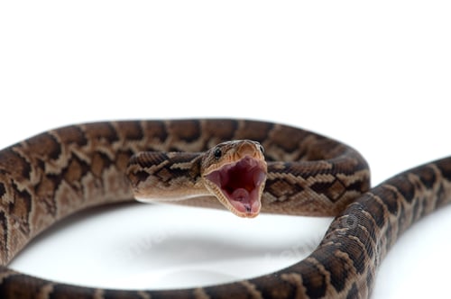 Preview: Cuban tree boa isolated on white background