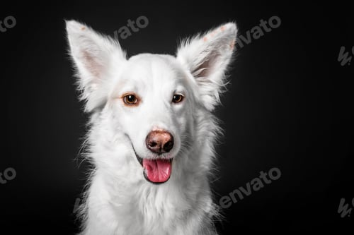 Preview: Mixed breed dog on a black background in the studio