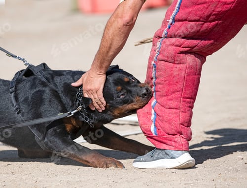 Preview: training of rottweiler