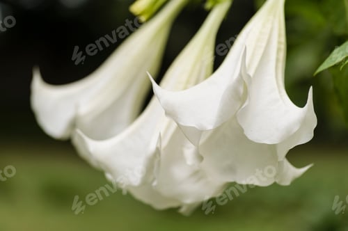 Preview: Close-up of White Angel's Trumpet Flowers Blooming
