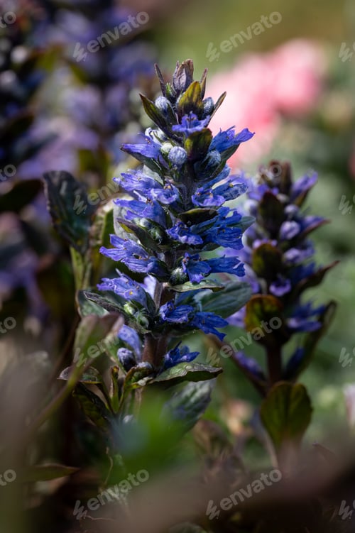 Preview: macro of flower in the na