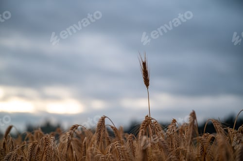 Preview: Ear of wheat sticking out of the plantation field