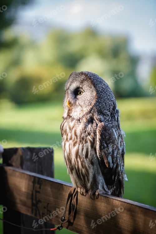 Preview: Big Cute bearded owl in green park