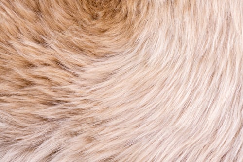 Preview: Fur texture top view. Brown fur background. Fur pattern. Texture of brown shaggy fur