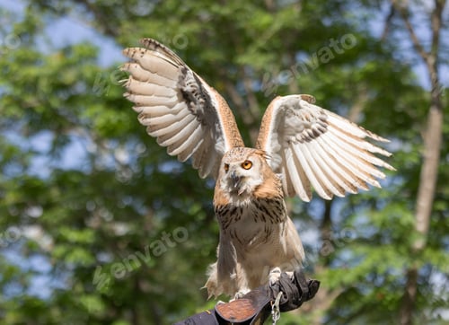 Preview: Owl spreading its wings while perched on a handler's glove in a forested area.