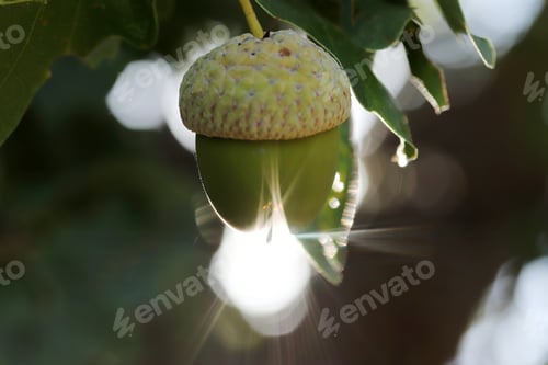 Preview: Fresh and young acorn on the tree