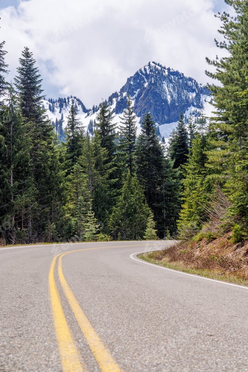 Preview: Scenic road in Mount Rainier National Park with fir trees on both sides and a snowy mountain