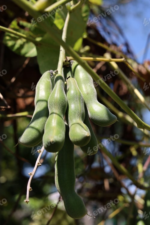 Preview: Green velvet bean pods hanging from a tree branch.