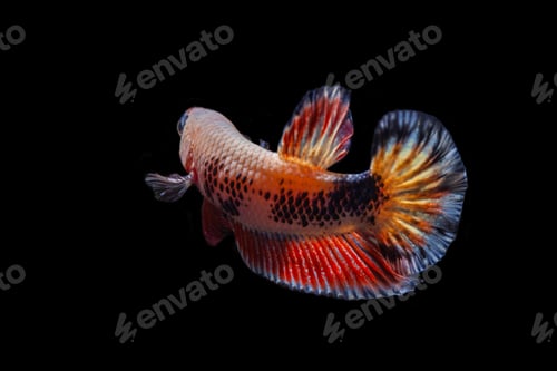 Preview: Colorful Betta Fish
