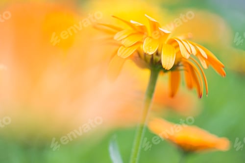 Preview: Orange flower of calendula close-up on a green background, selective focus, blur effect.