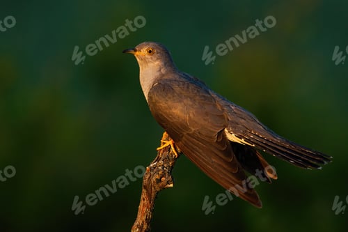 Preview: Common cuckoo sitting on branch in summer evening sun