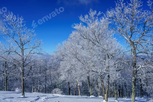 Preview: Winter Trees Bearwallow Mountain, Appalachian Mountains, North Carolina