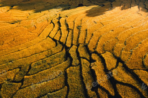 Preview: Aerial view of golden rice terrace field in morning