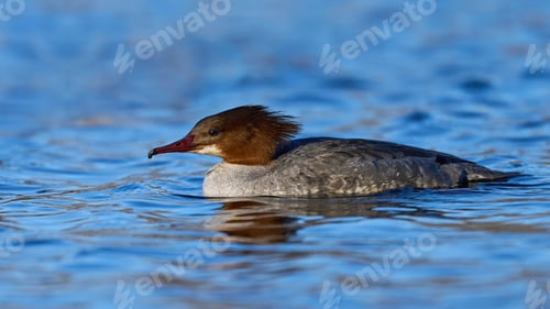 Preview: Goosander (Mergus merganser)
