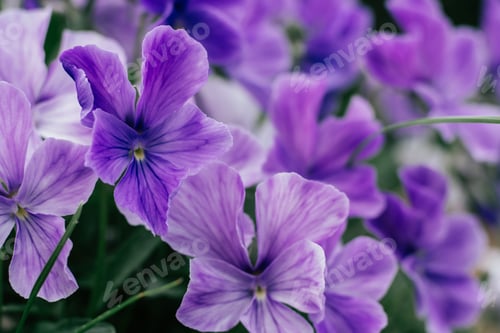 Preview: Beauteous bright violet flowers of tufted pansy blossoming with green leaves in flowerbed in garden.