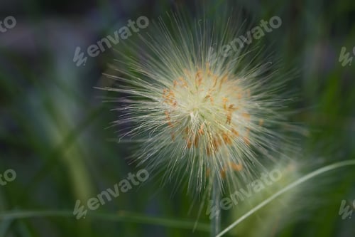 Preview: Field of dandelions