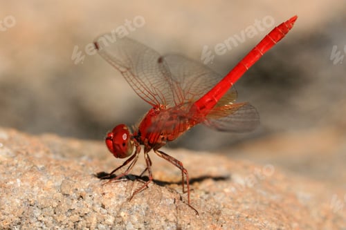 Preview: Red Dragonfly
