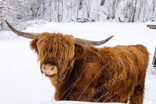 Preview: A highland cow with long horns and shaggy fur standing
