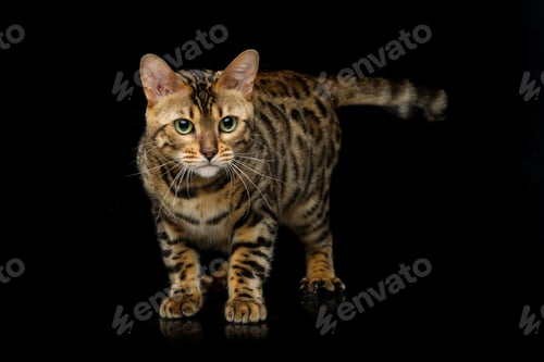 Preview: Beautiful bengal cat
