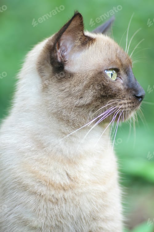 Preview: portrait of the local cat's face