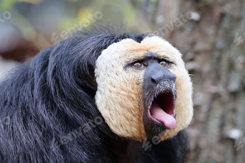 Preview: The white-faced saki (Pithecia pithecia), called the Guianan saki and the golden-faced saki