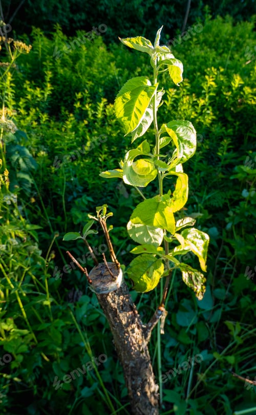 Preview: grafted fruit tree in an orchard