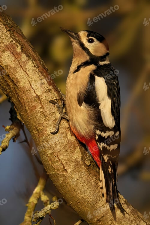 Preview: Great Spotted Woodpecker perched on a tree branch in a natural setting