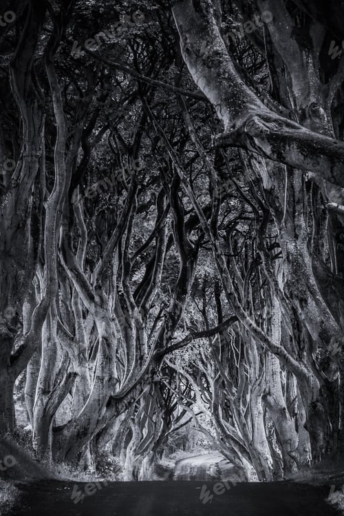 Preview: Vertical dark shot of a pathway in a creepy and scary mysterious forest