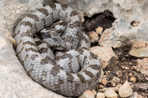 Preview: A shot of the European Cat snake (Telescopus fallax) or Soosan Snake on the island of Malta.