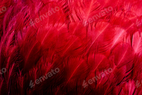 Preview: macro photo of red hen feathers. background or textura