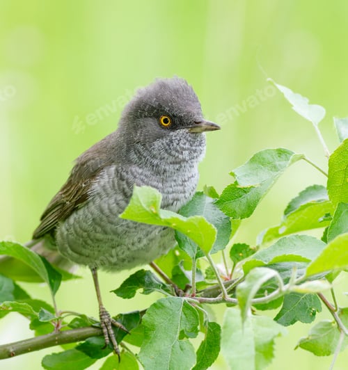 Preview: Barred warbler, Sylvia nisoria. Bird sitting on a shrub branch, blurred background