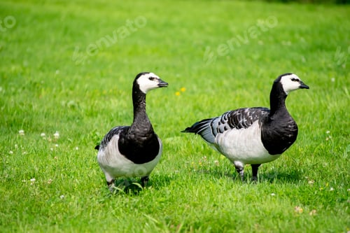 Preview: Close-up of barnacle geese (Branta leucopsis) standing in a lush grassy area