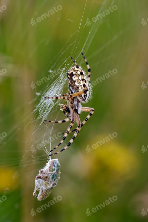 Preview: Hunting wasp spider