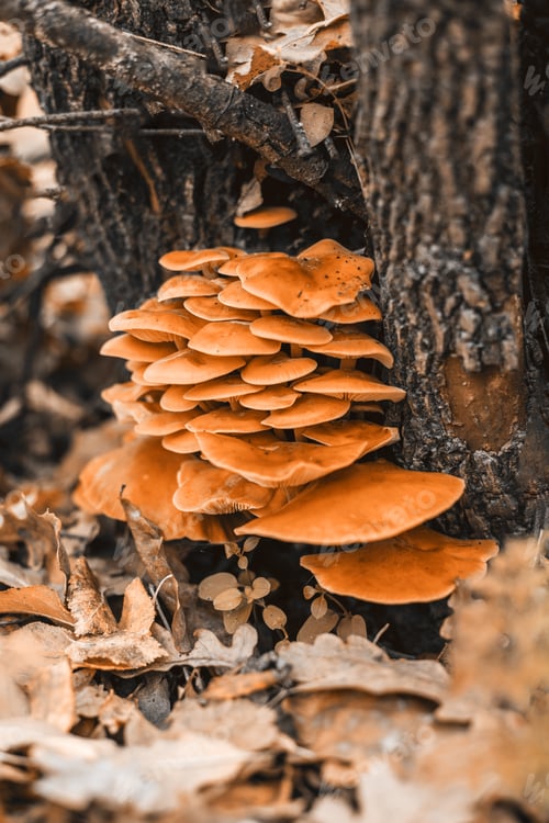 Preview: Orange edible mushrooms flammulina velutipes on dark wood