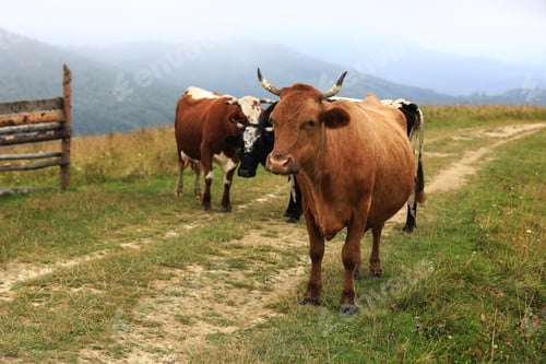 Preview: autumn cloudy landscape with herd cows grazing on fresh green mountain pastures on background.