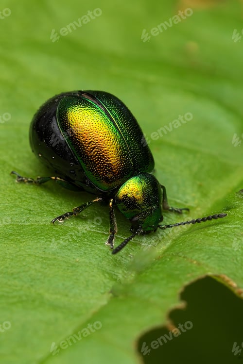 Preview: Shiny insect perched on a vibrant green leaf in daylight